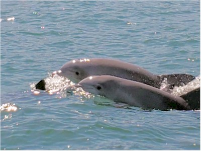 Bottlenose Dolphins Looking at you