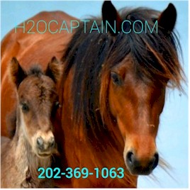 Shackleford wild horses Moma and Foal